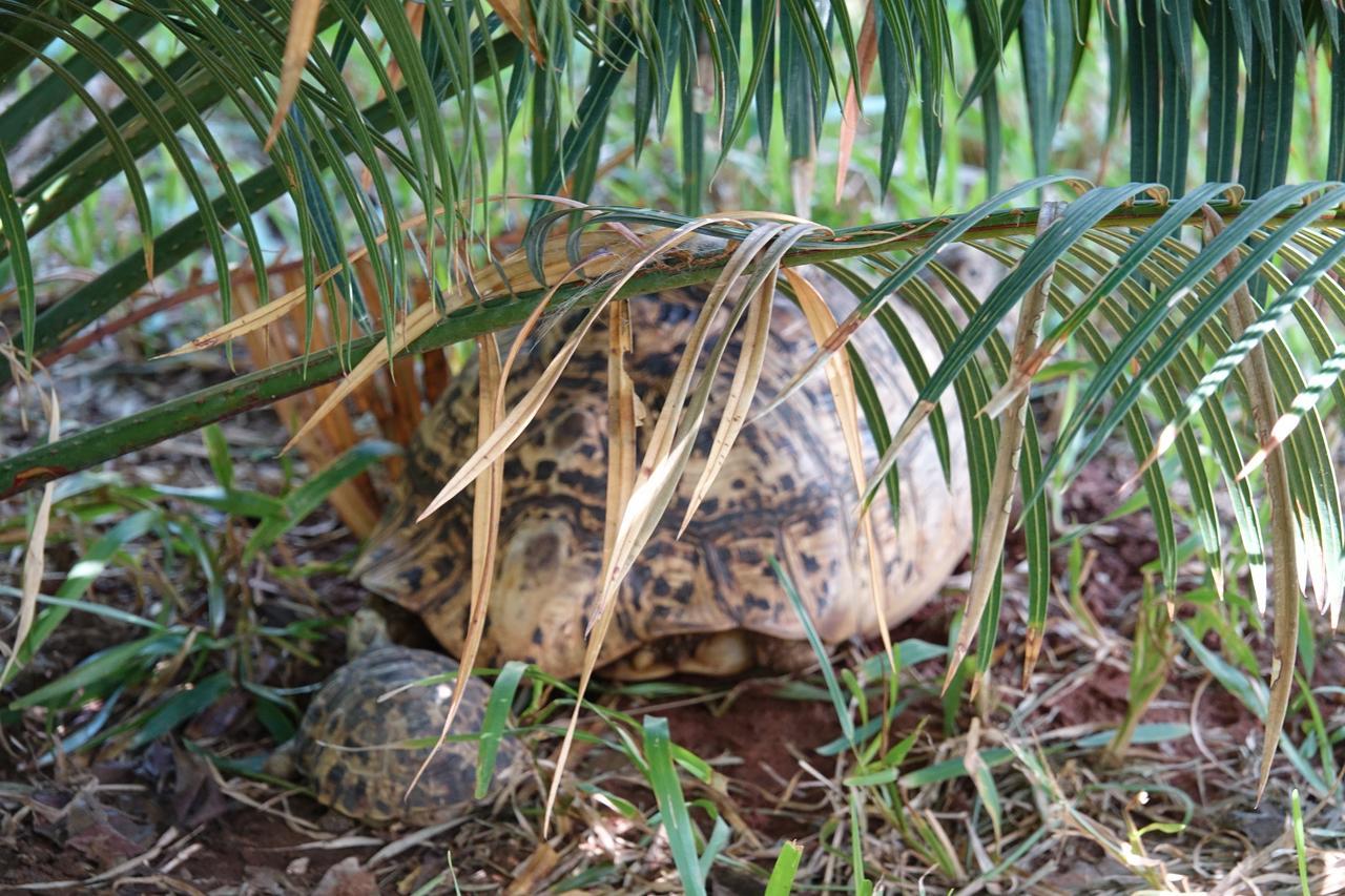 Residence Maison Muege Kilifi Zewnętrze zdjęcie